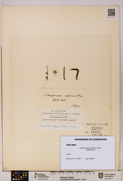 Amsinckia calycina [Espécimen: UDEC:CONC:0029234]