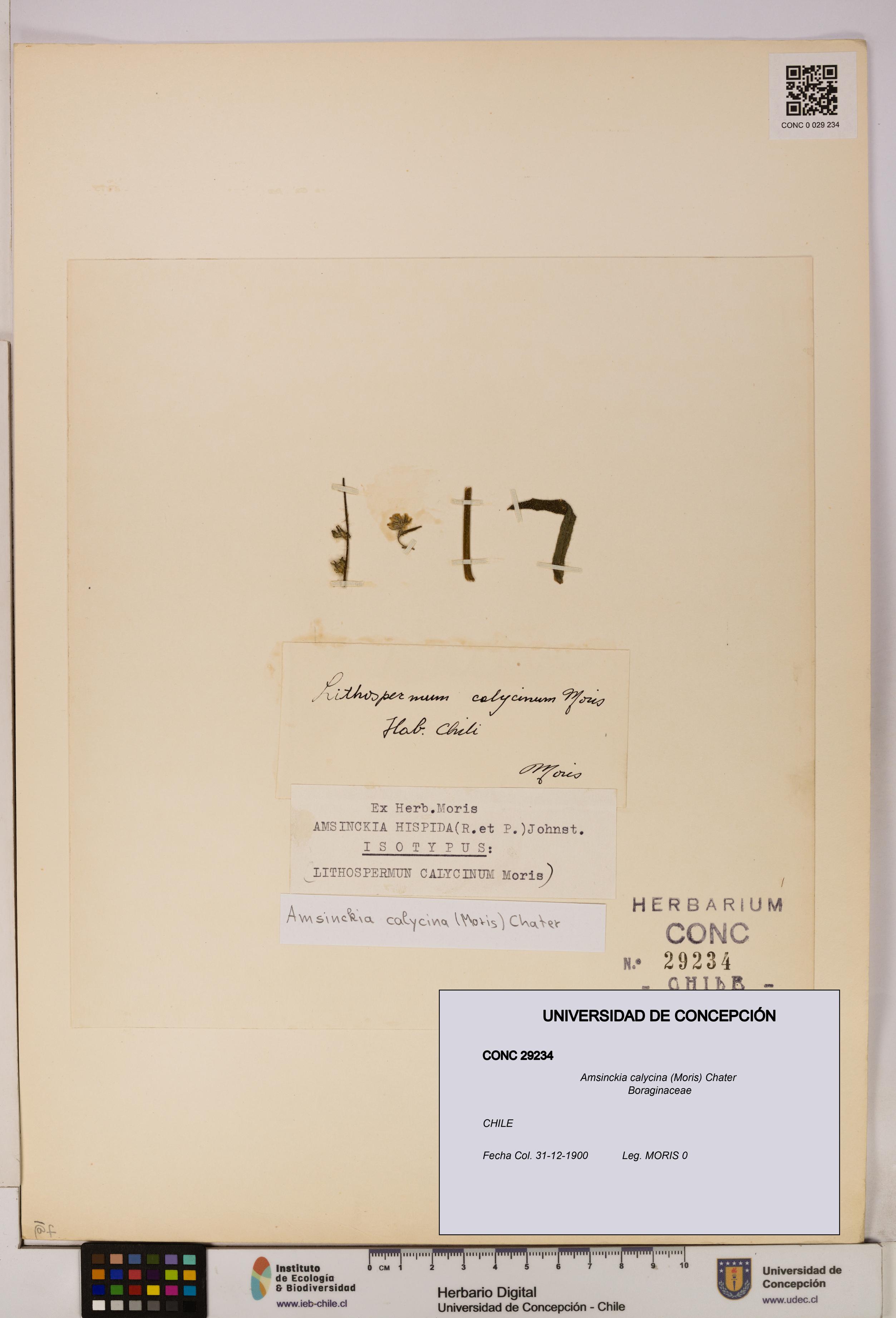 Amsinckia calycina [Espécimen: UDEC:CONC:0029234]