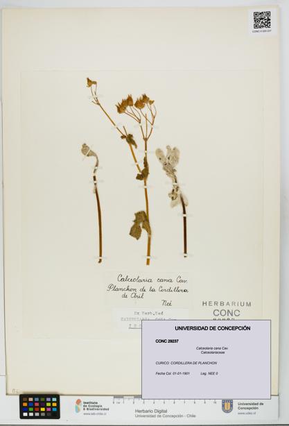 Calceolaria cana [Espécimen: UDEC:CONC:0029237]