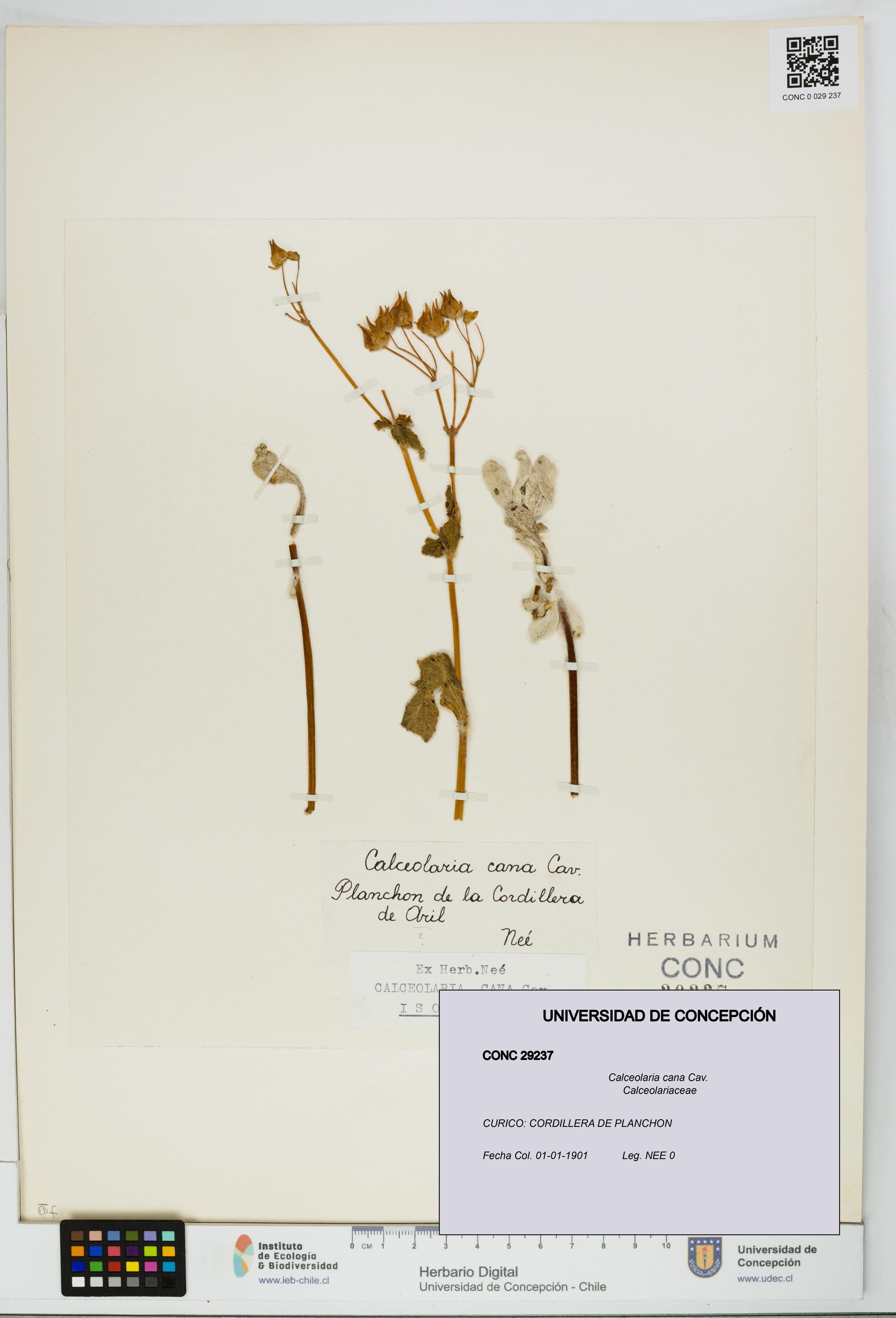 Calceolaria cana [Espécimen: UDEC:CONC:0029237]