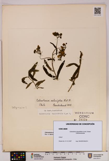 Calceolaria angustifolia [Espécimen: UDEC:CONC:0029239]