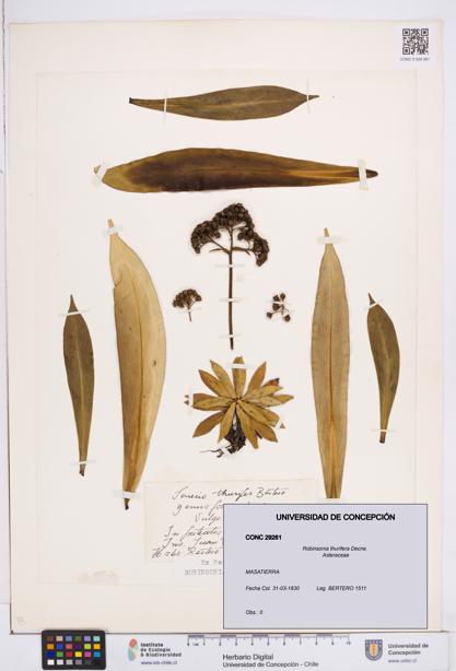Robinsonia thurifera [Espécimen: ]