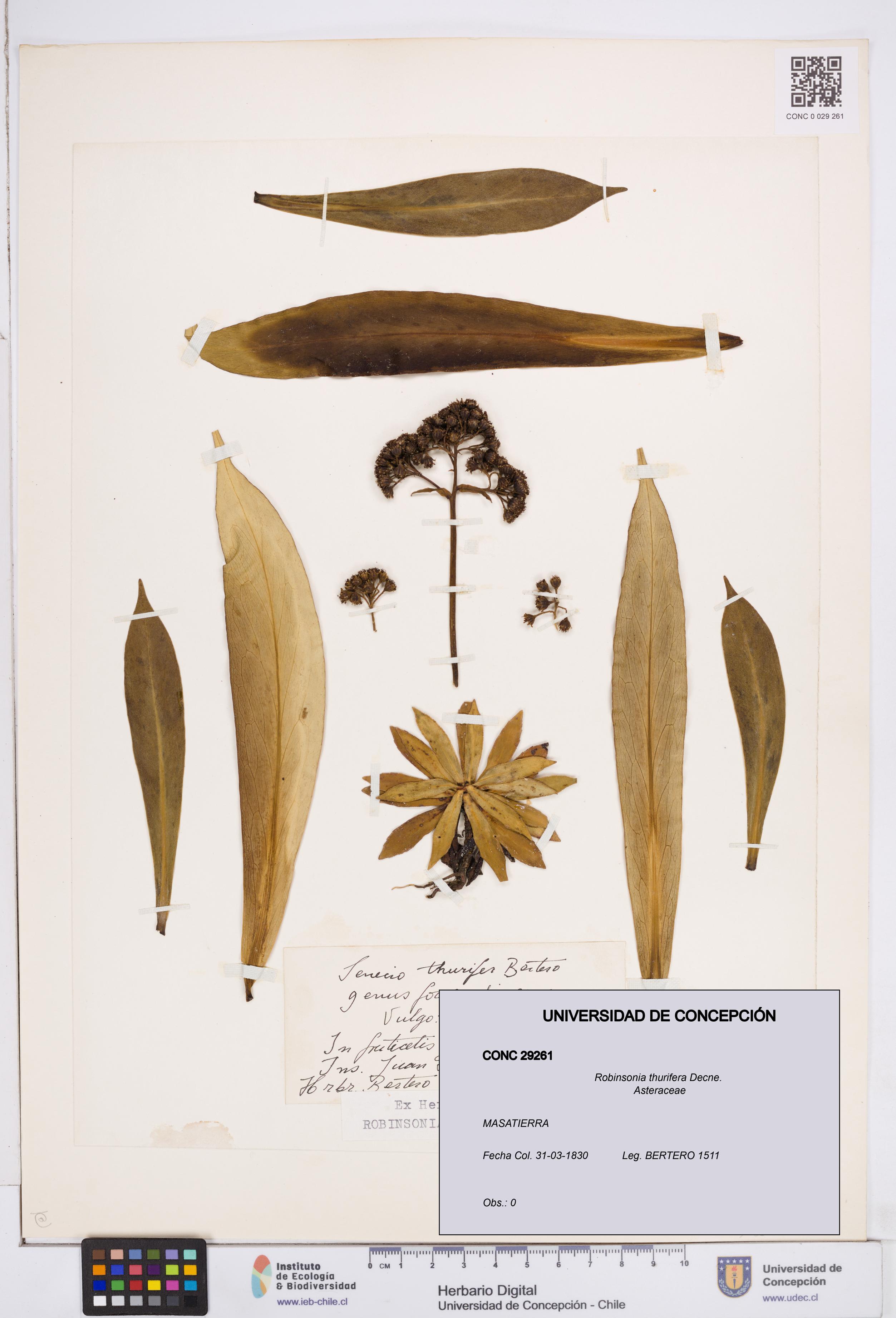 Robinsonia thurifera [Espécimen: ]