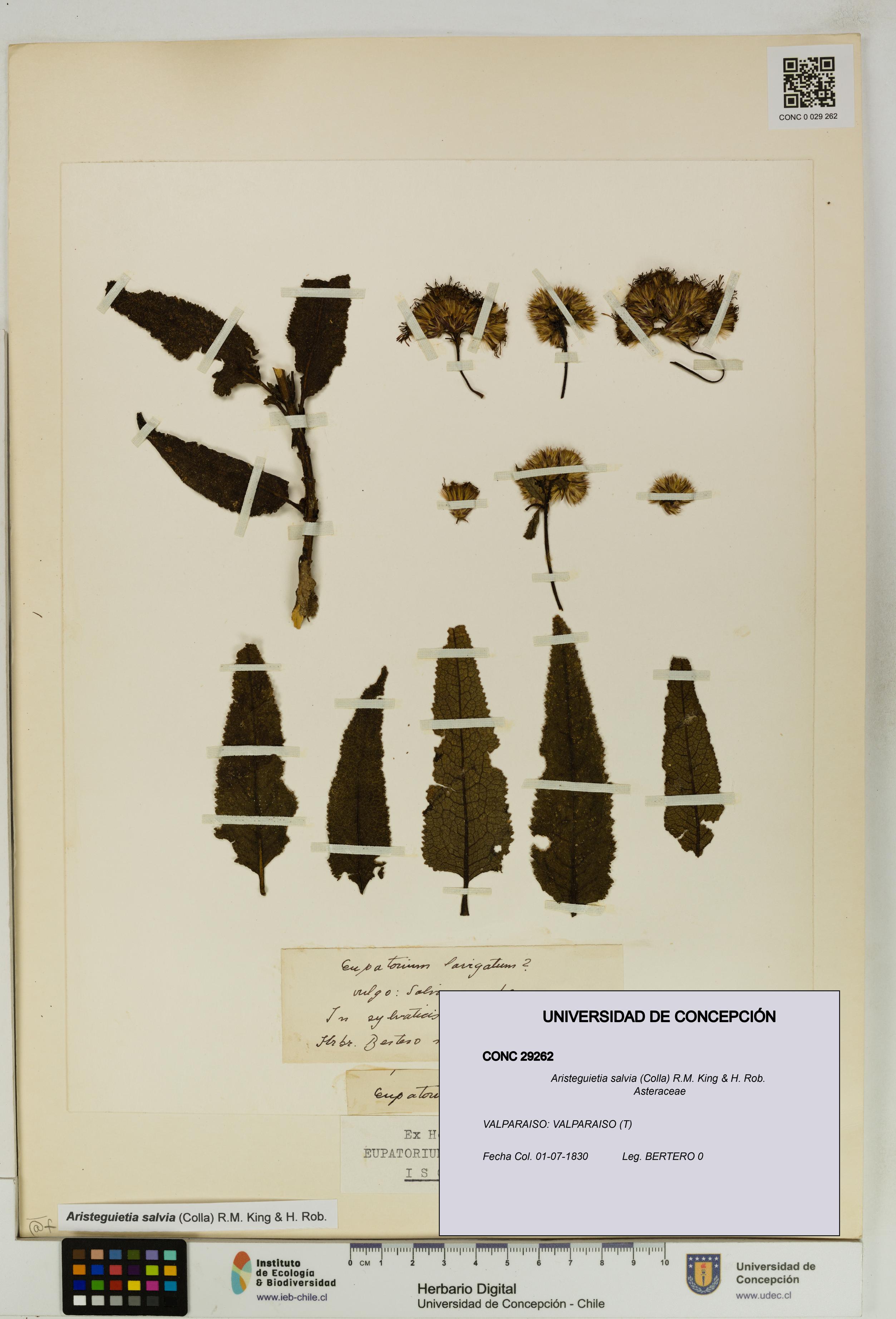 Aristeguietia salvia [Espécimen: UDEC:CONC:0029262]