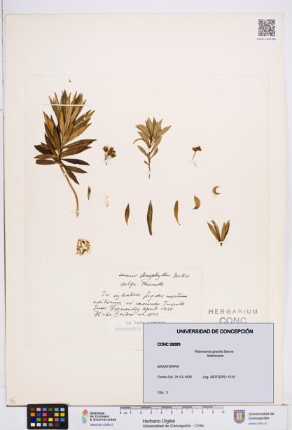 Robinsonia gracilis [Espécimen: ]