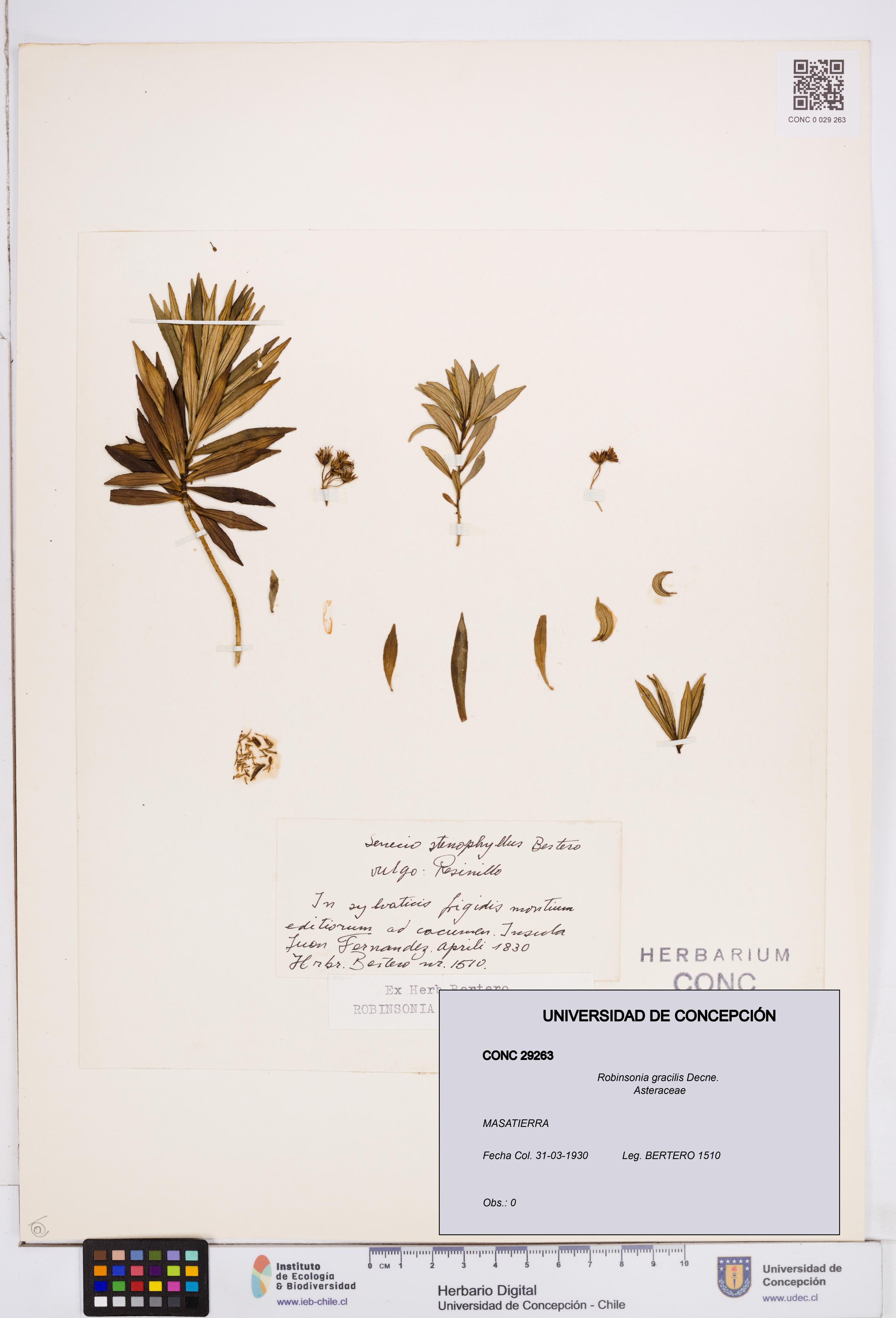 Robinsonia gracilis [Espécimen: ]