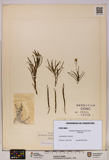 Baccharis salicifolia [Espécimen: UDEC:CONC:0029264]