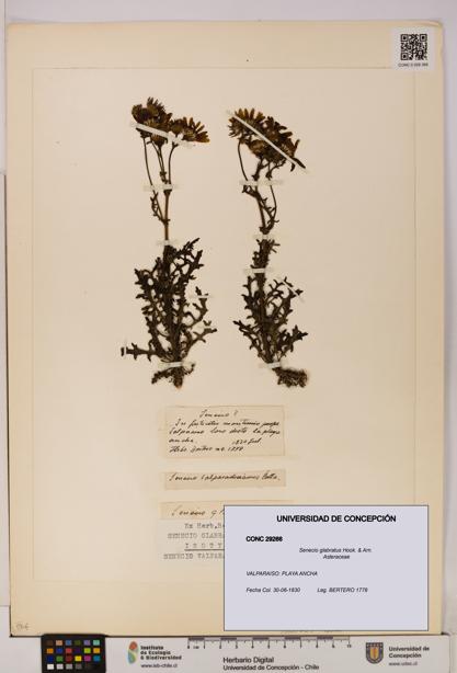 Senecio glabratus [Espécimen: UDEC:CONC:0029266]