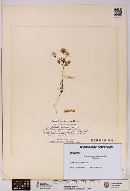 Chaetanthera ramosissima [Espécimen: UDEC:CONC:0029267]