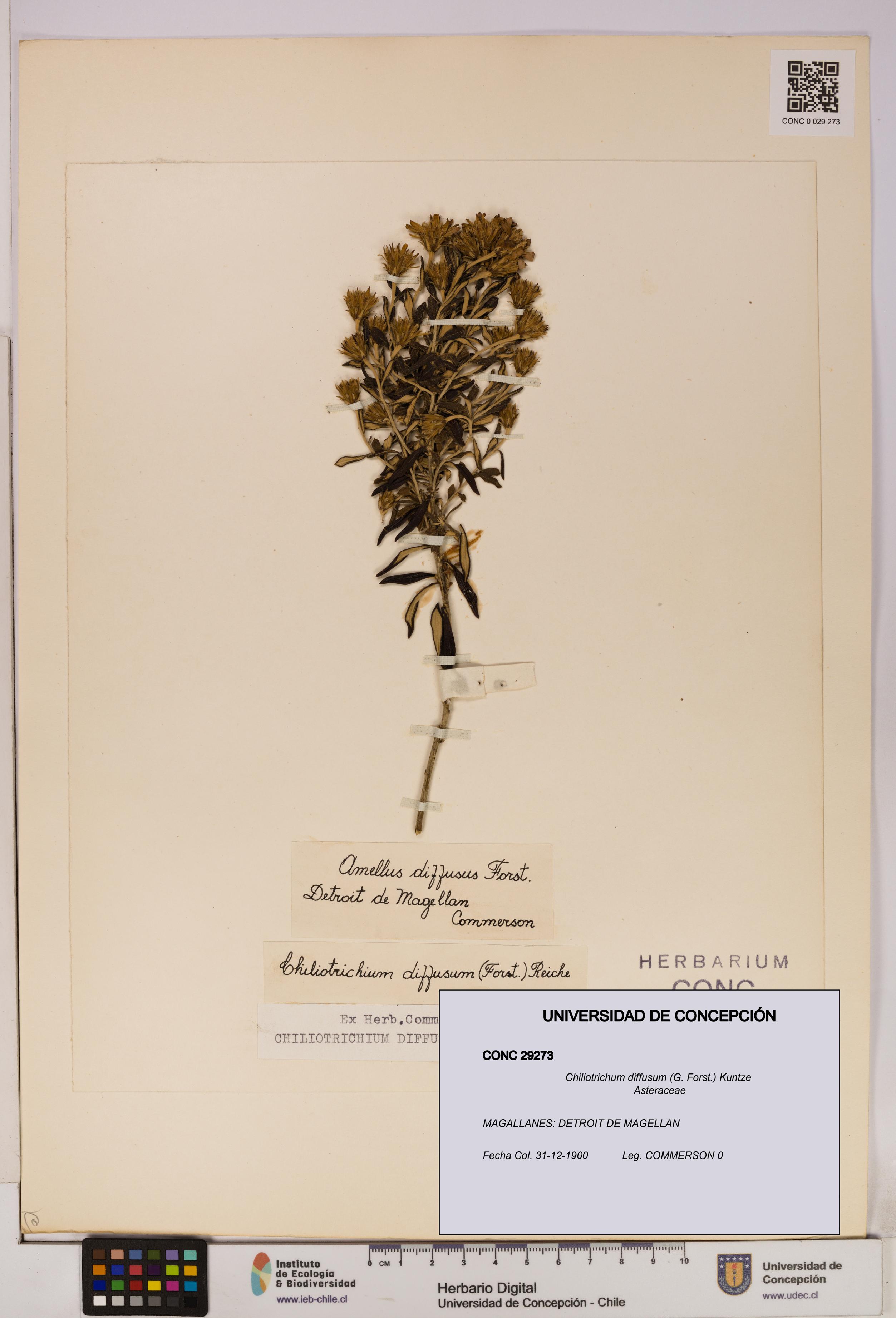 Chiliotrichum diffusum [Espécimen: UDEC:CONC:0029273]