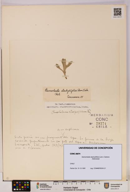 Gamochaeta stachydifolia [Espécimen: UDEC:CONC:0029274]