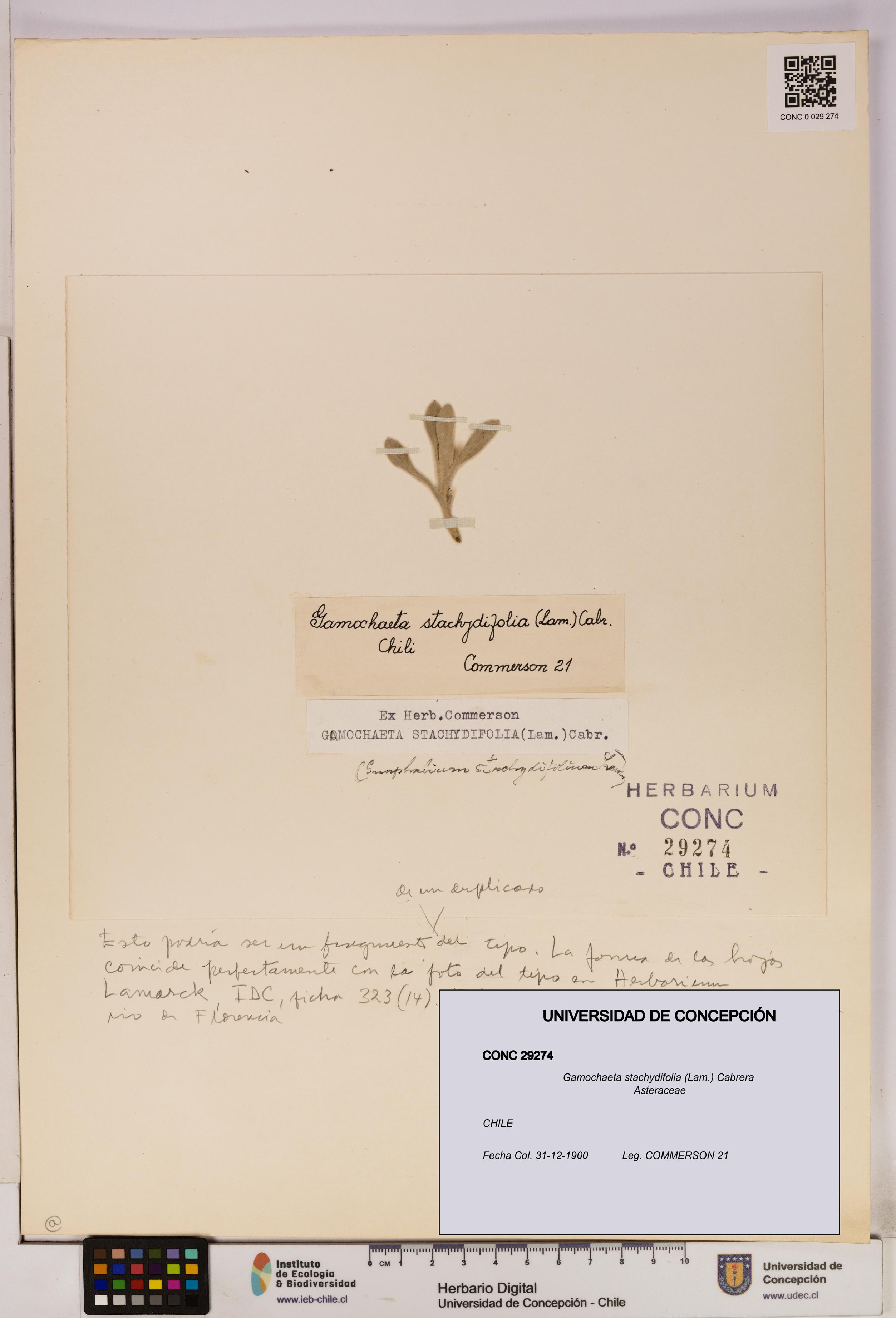 Gamochaeta stachydifolia [Espécimen: UDEC:CONC:0029274]