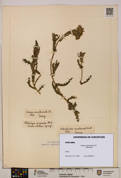 Senecio adenotrichius [Espécimen: UDEC:CONC:0029280]