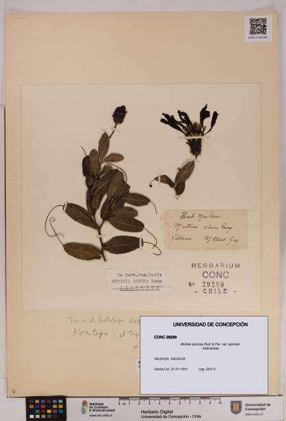 Mutisia spinosa var. spinosa [Espécimen: UDEC:CONC:0029289]