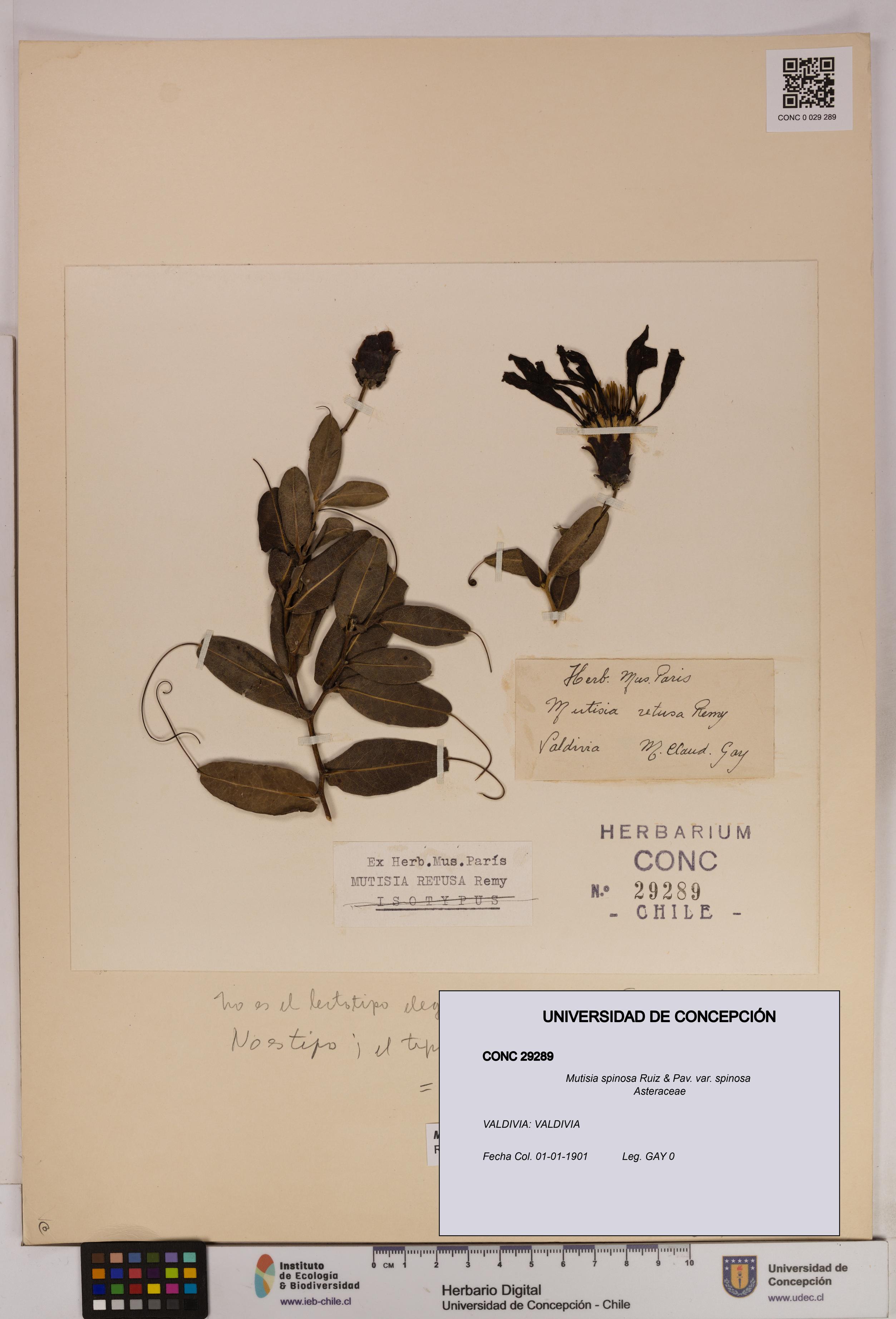 Mutisia spinosa var. spinosa [Espécimen: UDEC:CONC:0029289]