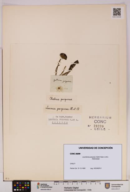 Leucheria purpurea [Espécimen: UDEC:CONC:0029299]
