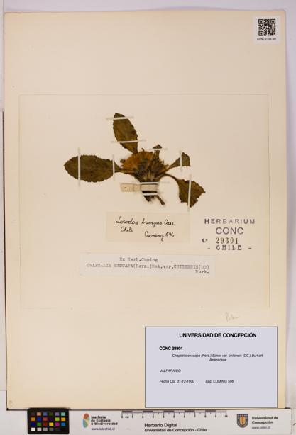 Chaptalia exscapa var. chilensis [Espécimen: UDEC:CONC:0029301]