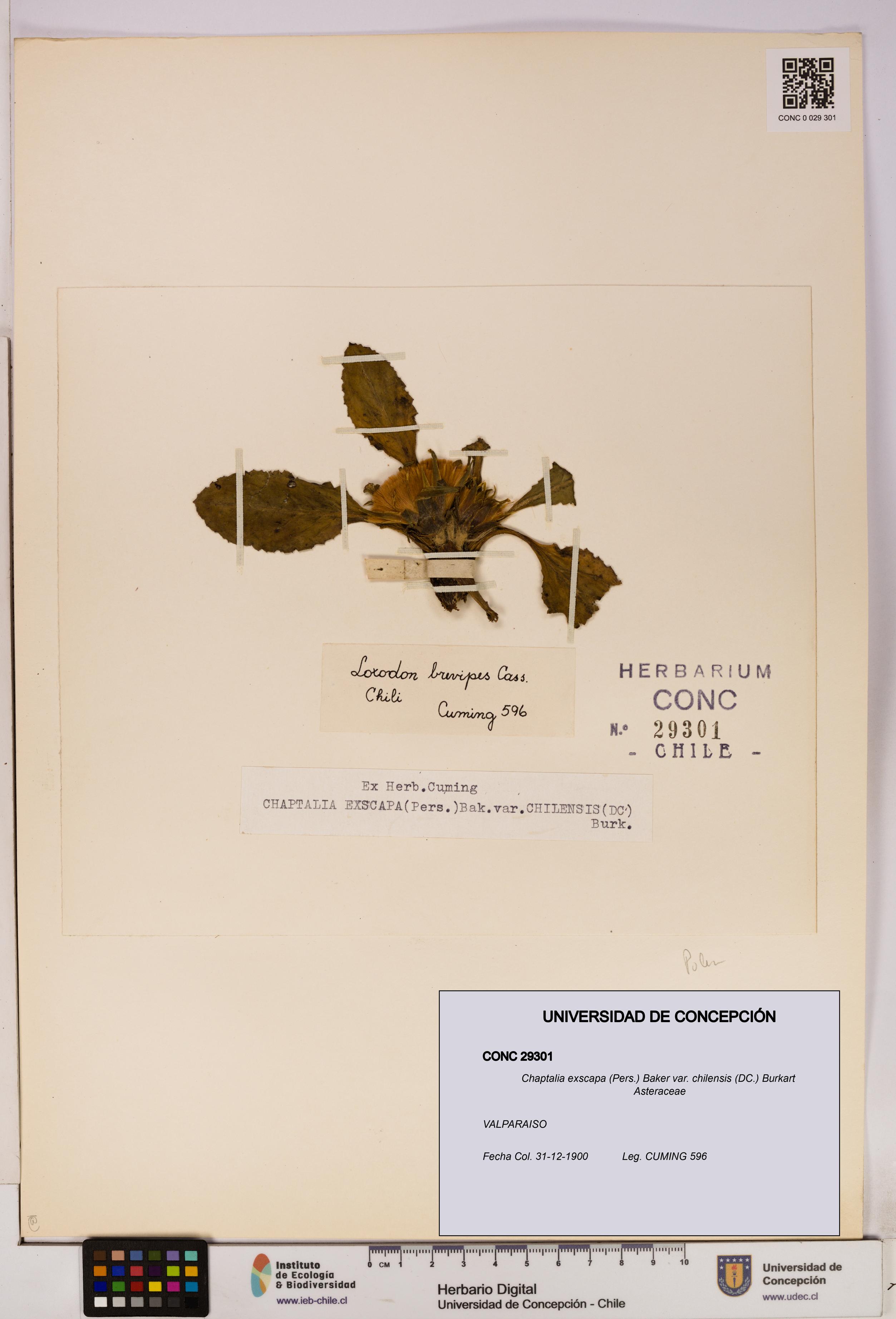 Chaptalia exscapa var. chilensis [Espécimen: UDEC:CONC:0029301]