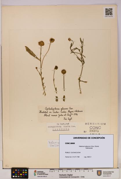 Helenium glaucum [Espécimen: UDEC:CONC:0029305]