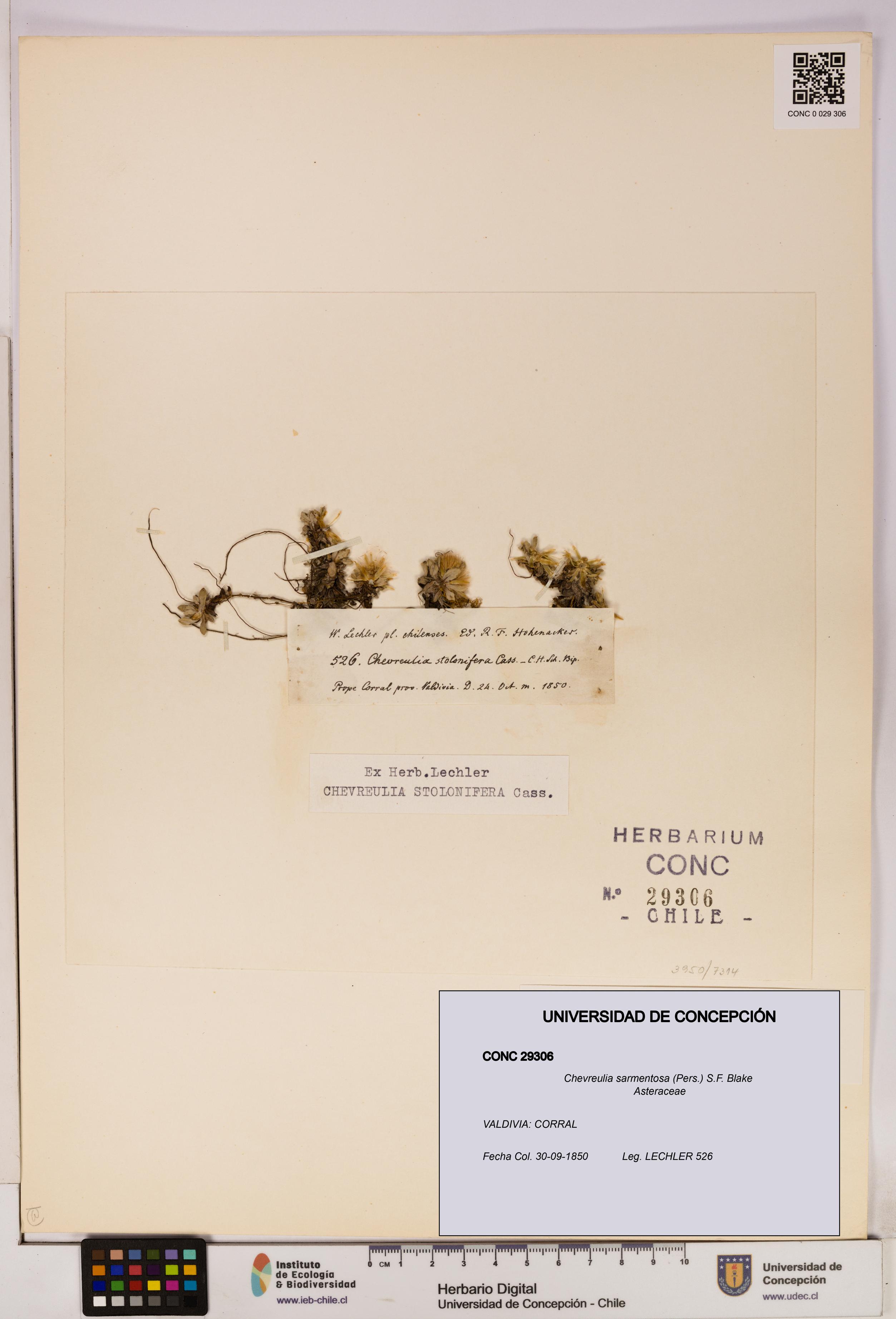 Chevreulia sarmentosa [Espécimen: UDEC:CONC:0029306]