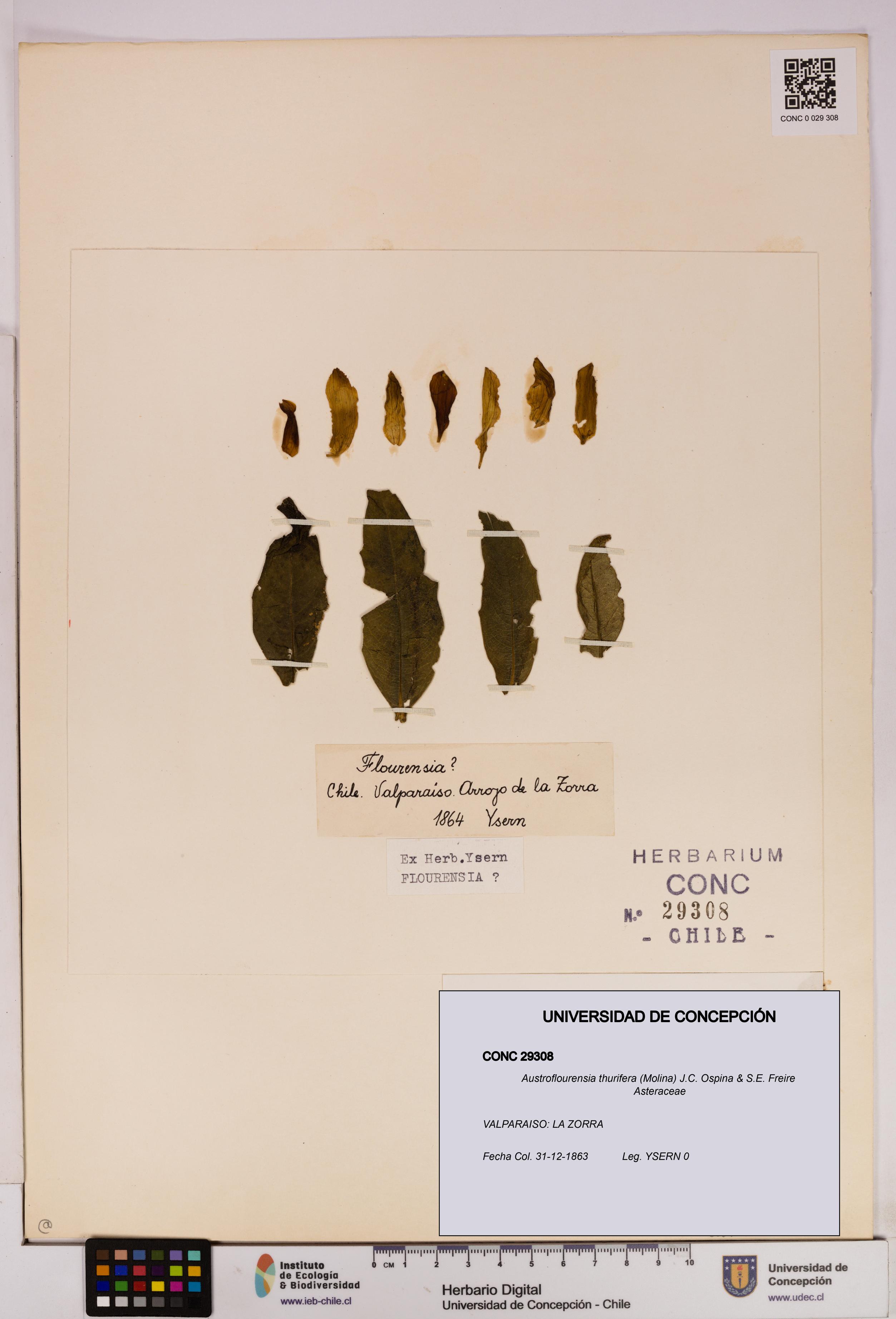 Austroflourensia thurifera [Espécimen: UDEC:CONC:0029308]