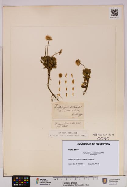 Haplopappus paucidentatus [Espécimen: UDEC:CONC:0029310]