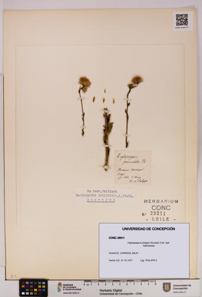 Haplopappus philippii [Espécimen: UDEC:CONC:0029311]