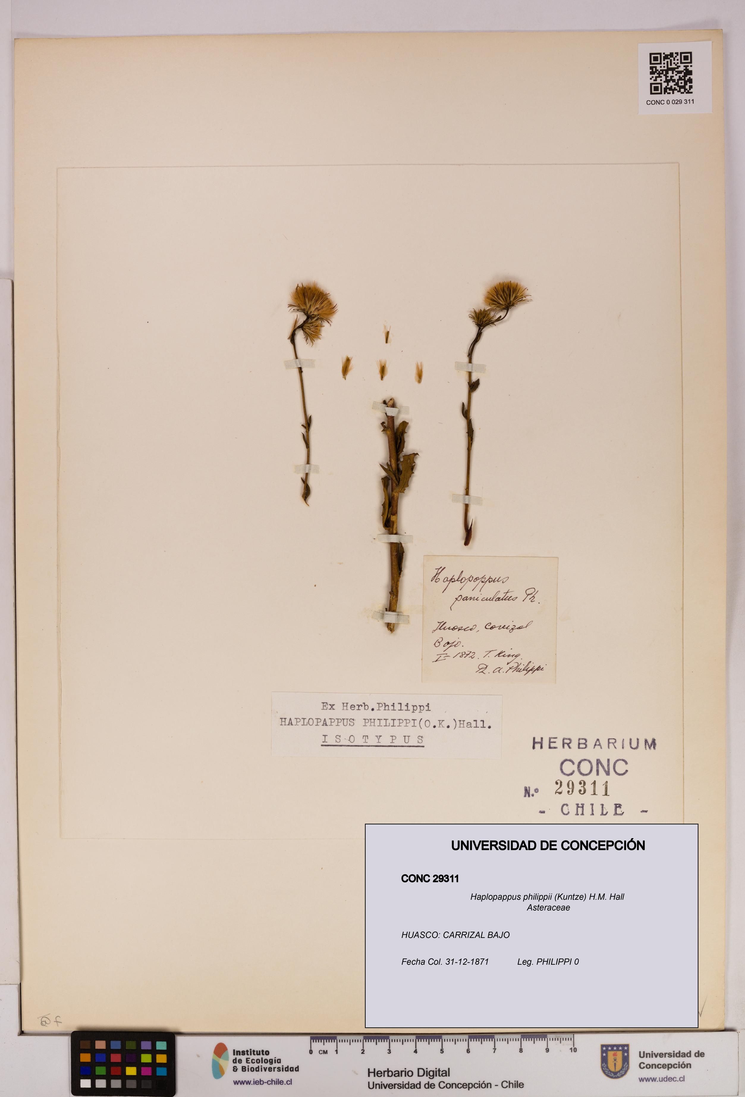 Haplopappus philippii [Espécimen: UDEC:CONC:0029311]