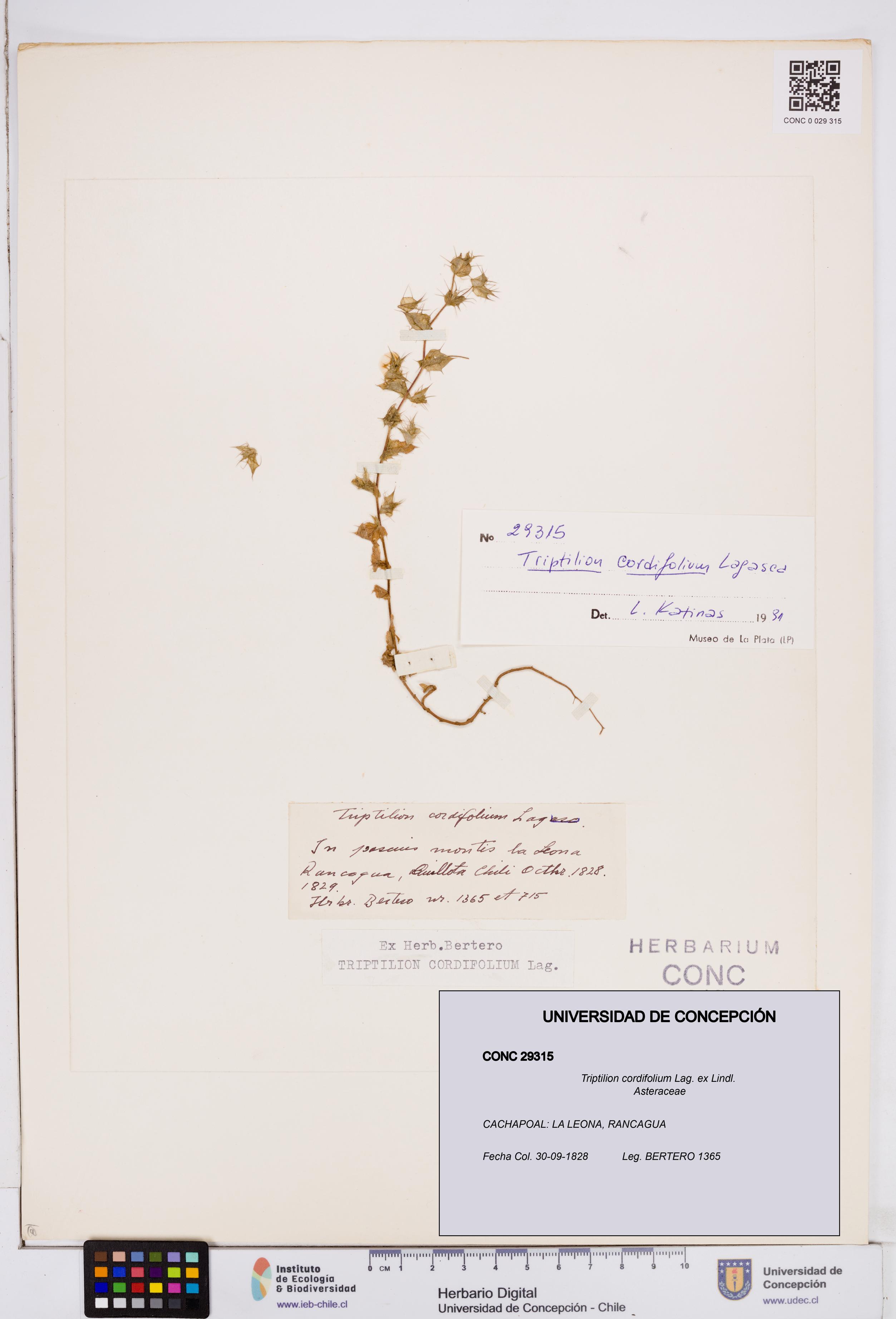 Triptilion cordifolium [Espécimen: ]
