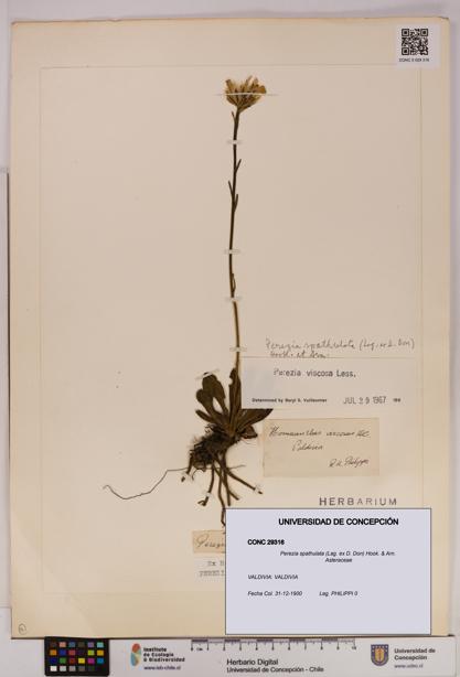 Perezia spathulata [Espécimen: UDEC:CONC:0029316]