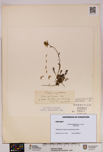 Perezia magellanica [Espécimen: UDEC:CONC:0029317]