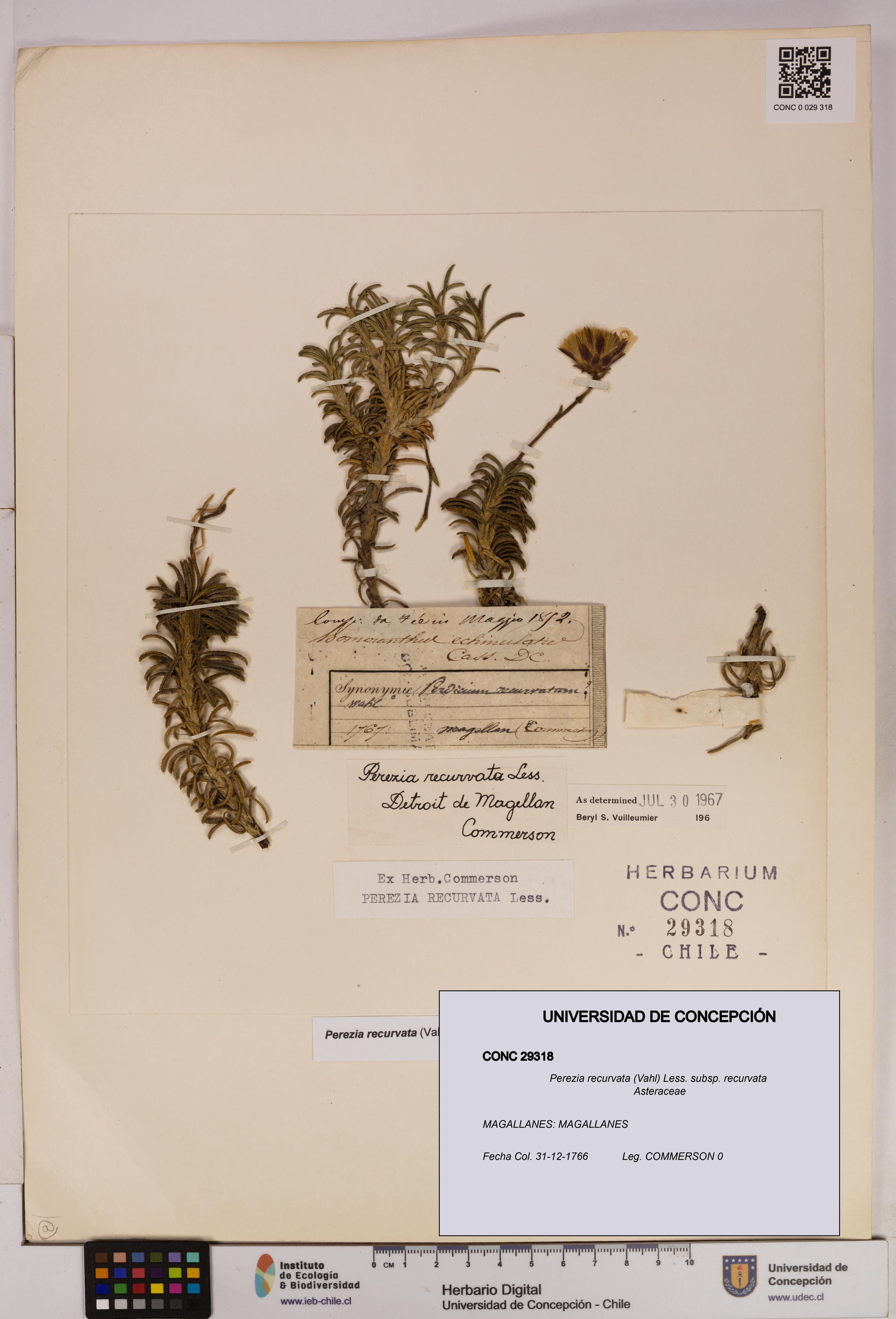 Perezia recurvata subsp. recurvata [Espécimen: UDEC:CONC:0029318]