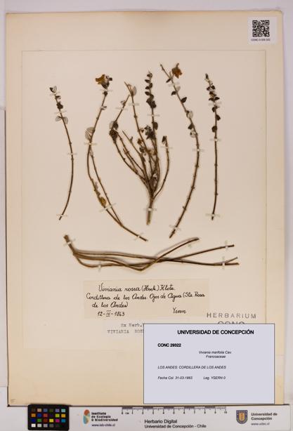 Viviania marifolia [Espécimen: UDEC:CONC:0029322]