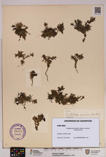 Castilleja pumila [Espécimen: UDEC:CONC:0029342]