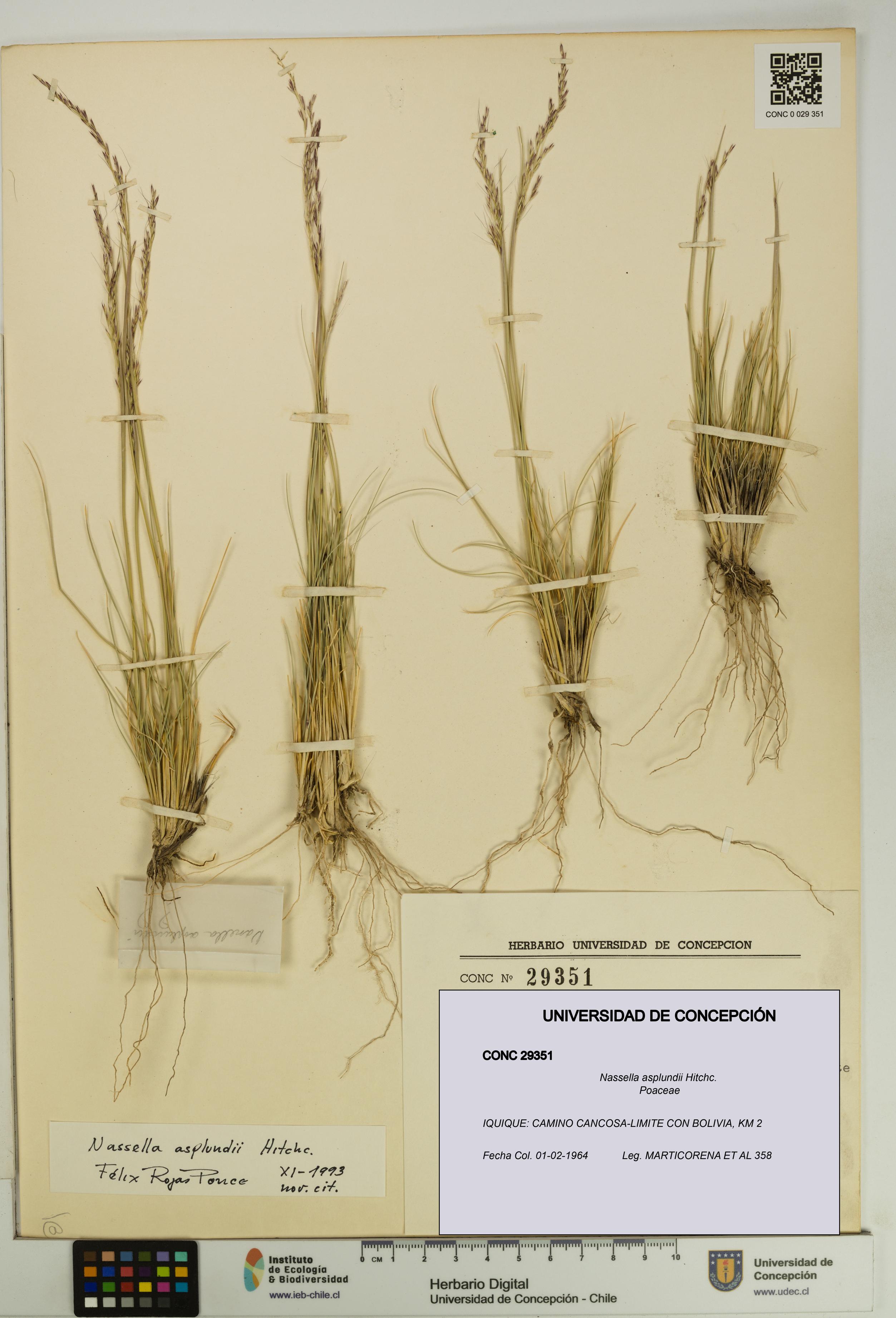 Nassella asplundii [Espécimen: UDEC:CONC:0029351]
