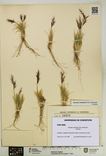Nassella nardoides [Espécimen: UDEC:CONC:0029352]