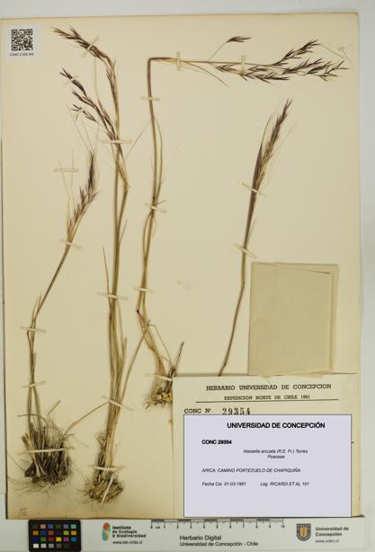 Nassella arcuata [Espécimen: UDEC:CONC:0029354]