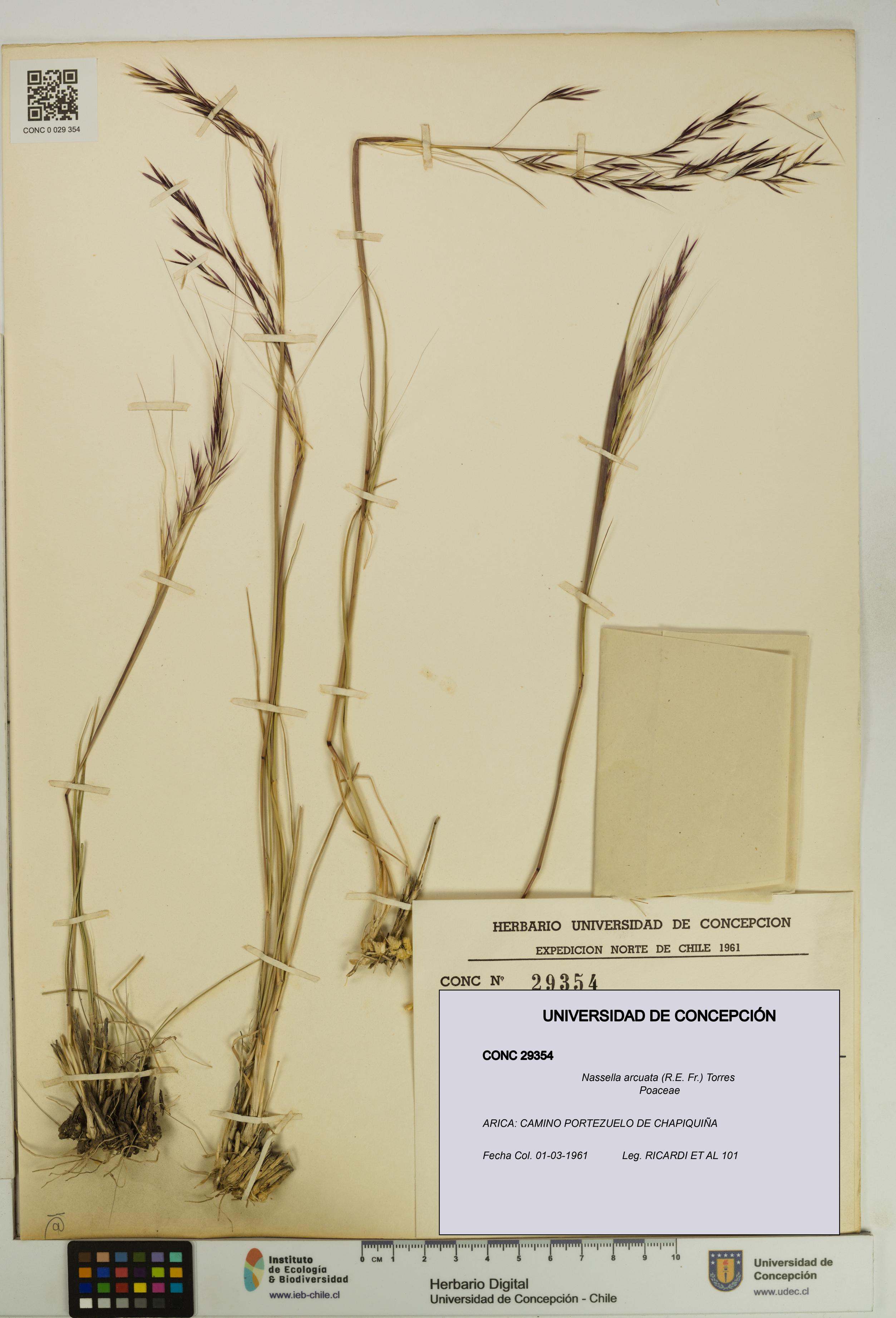 Nassella arcuata [Espécimen: UDEC:CONC:0029354]
