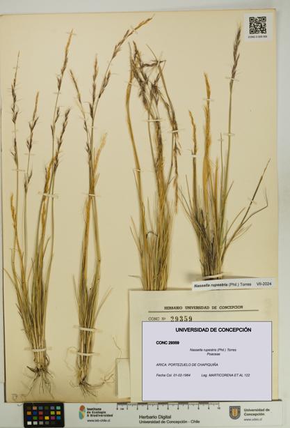 Nassella rupestris [Espécimen: UDEC:CONC:0029359]
