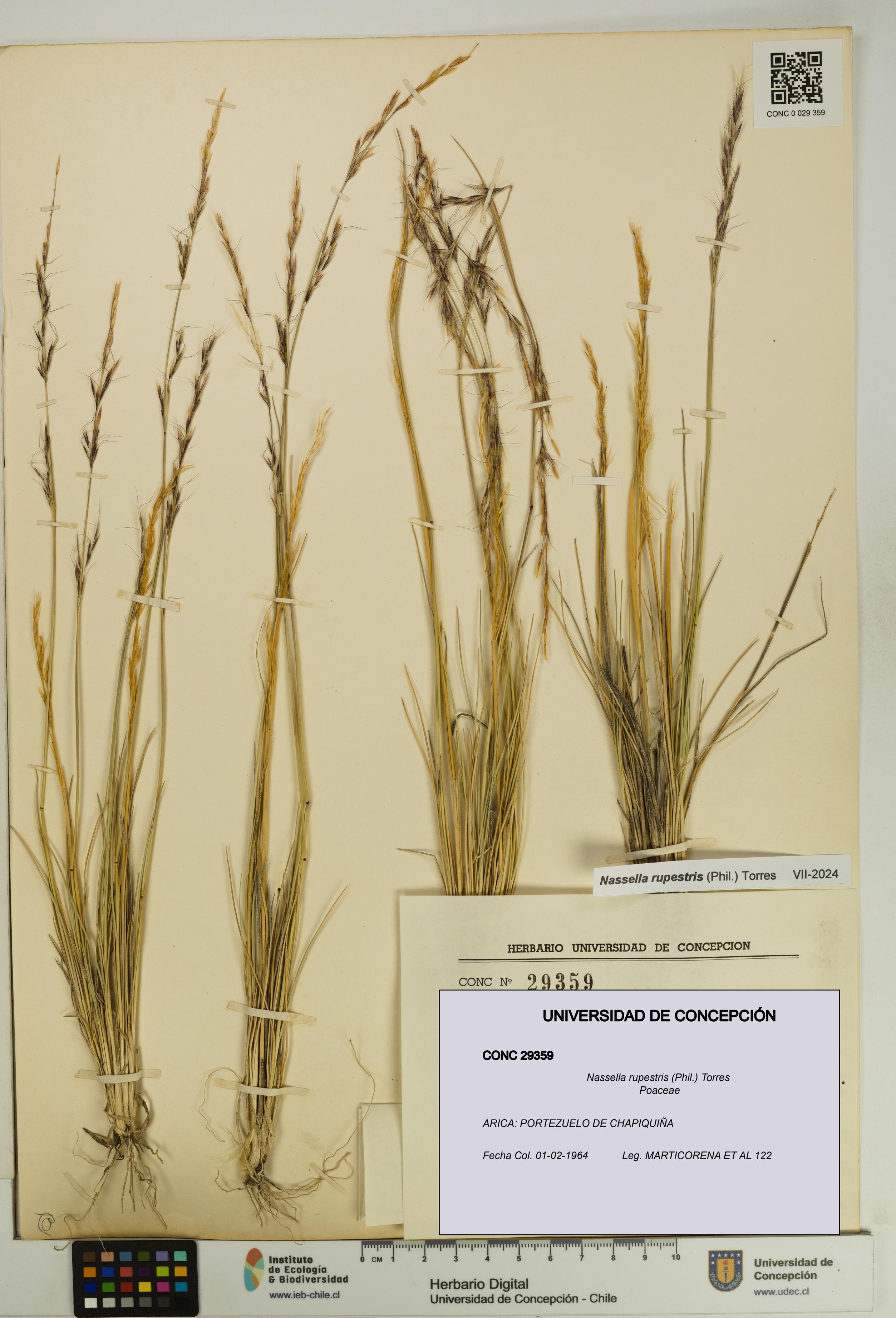 Nassella rupestris [Espécimen: UDEC:CONC:0029359]