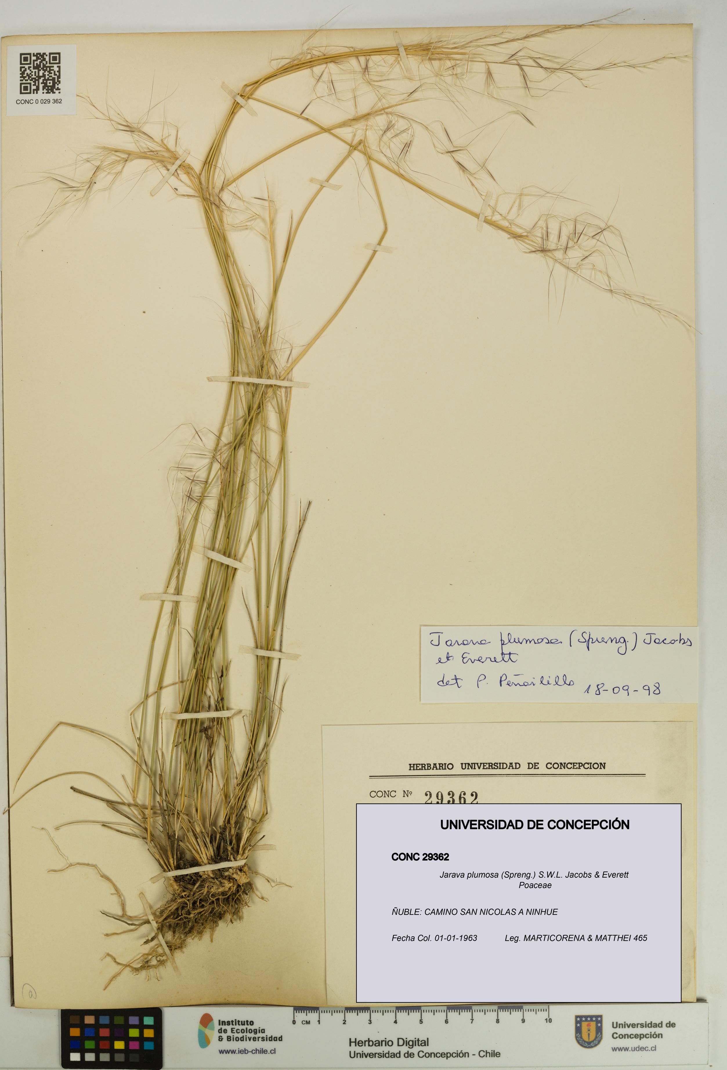 Jarava plumosa [Espécimen: UDEC:CONC:0029362]