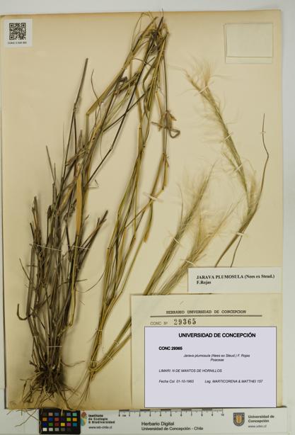 Jarava plumosula [Espécimen: UDEC:CONC:0029365]
