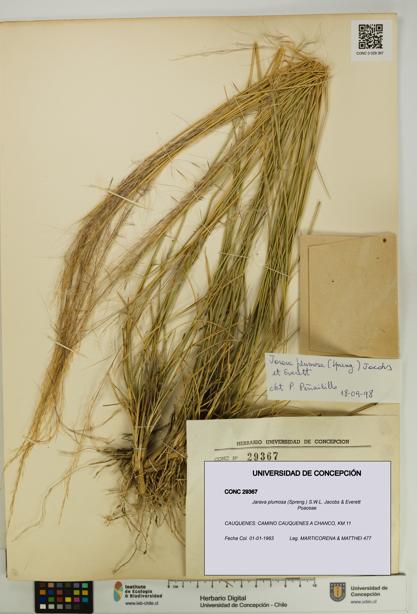 Jarava plumosa [Espécimen: UDEC:CONC:0029367]