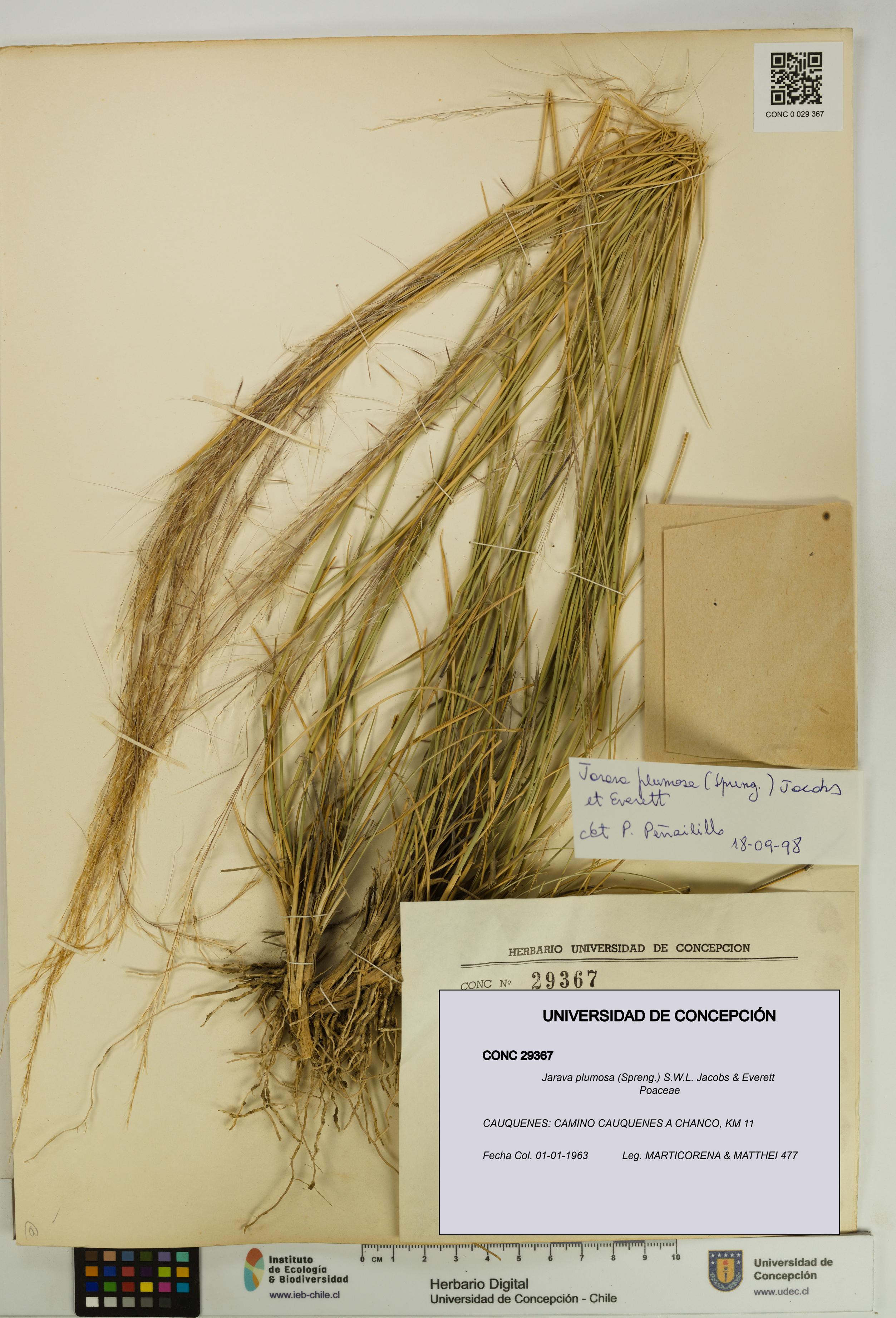 Jarava plumosa [Espécimen: UDEC:CONC:0029367]