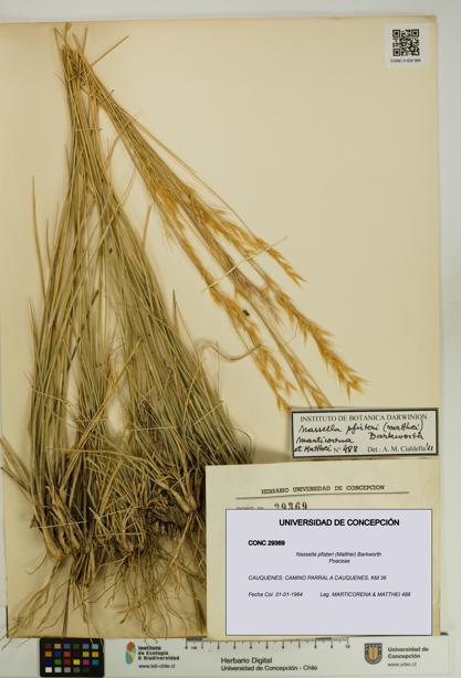 Nassella pfisteri [Espécimen: UDEC:CONC:0029369]