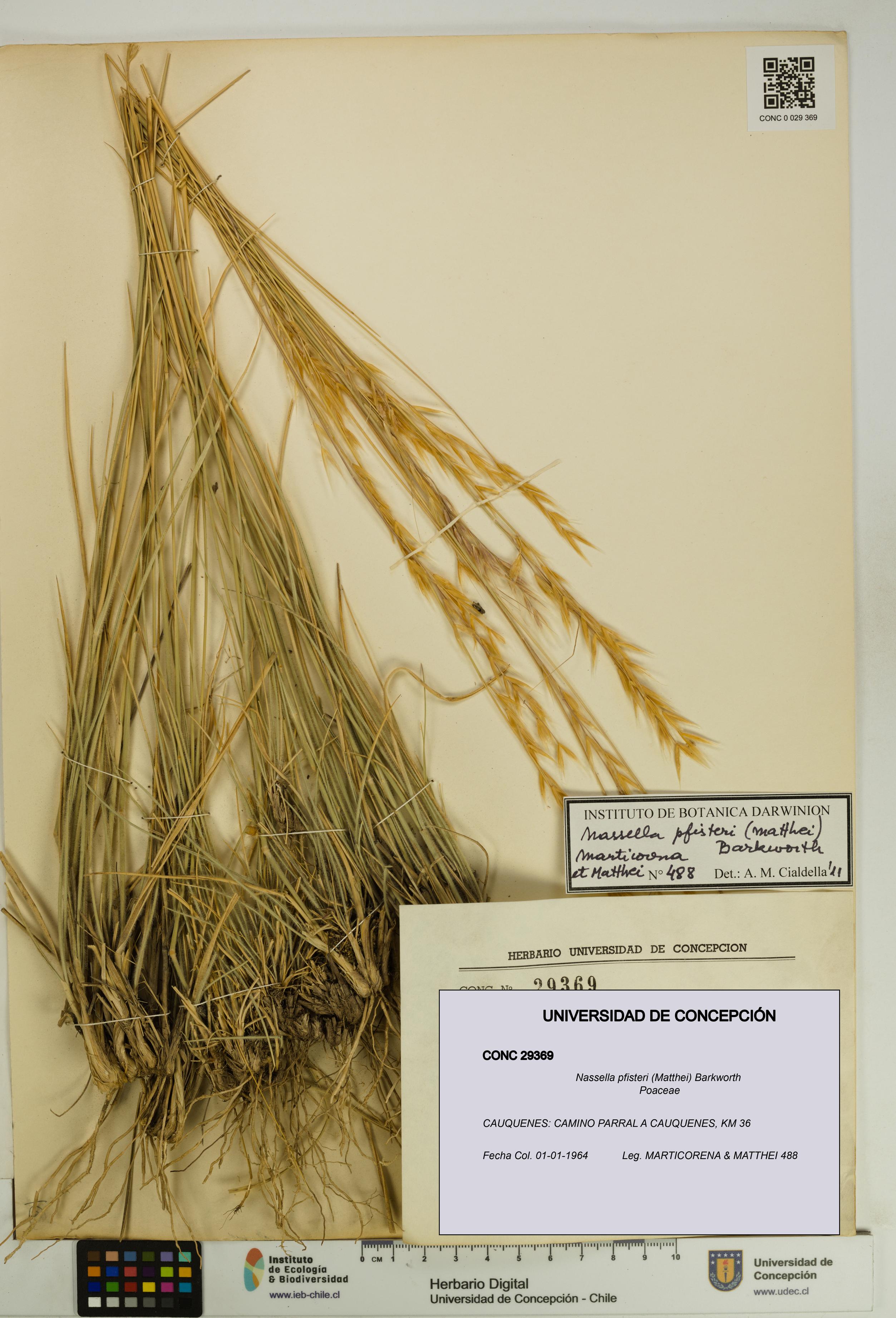 Nassella pfisteri [Espécimen: UDEC:CONC:0029369]