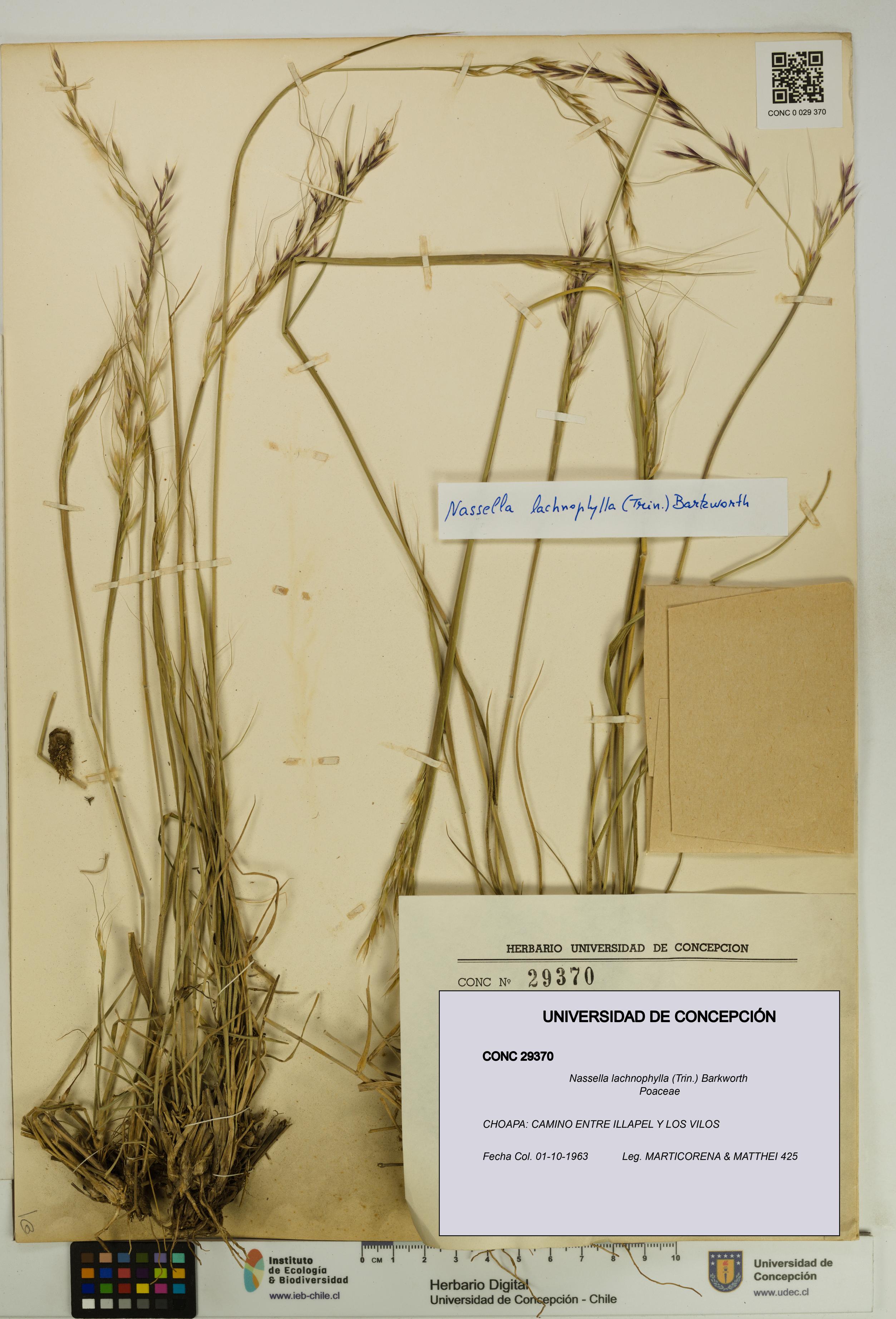 Nassella lachnophylla [Espécimen: UDEC:CONC:0029370]