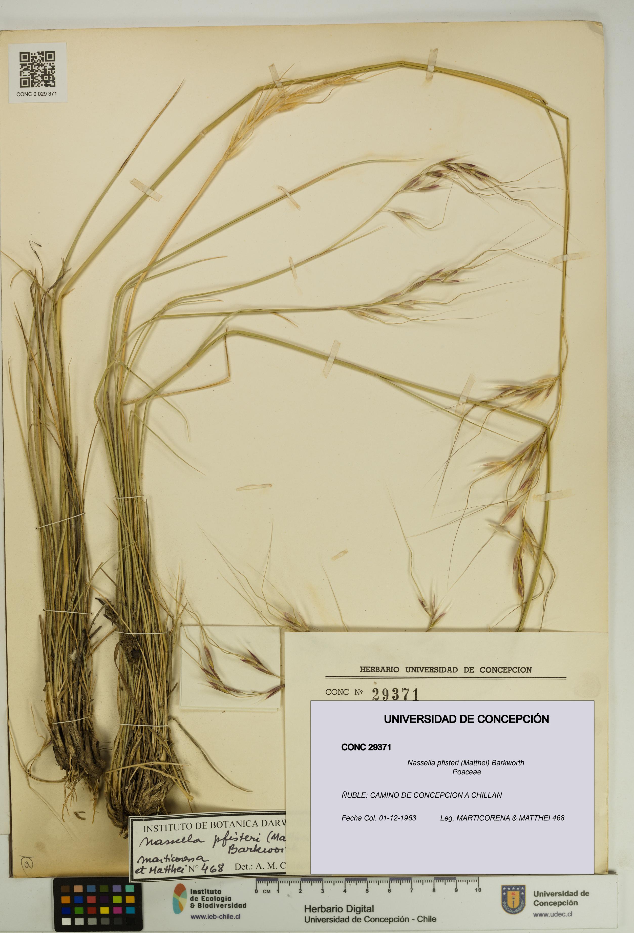 Nassella pfisteri [Espécimen: UDEC:CONC:0029371]