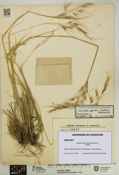 Nassella pfisteri [Espécimen: UDEC:CONC:0029372]