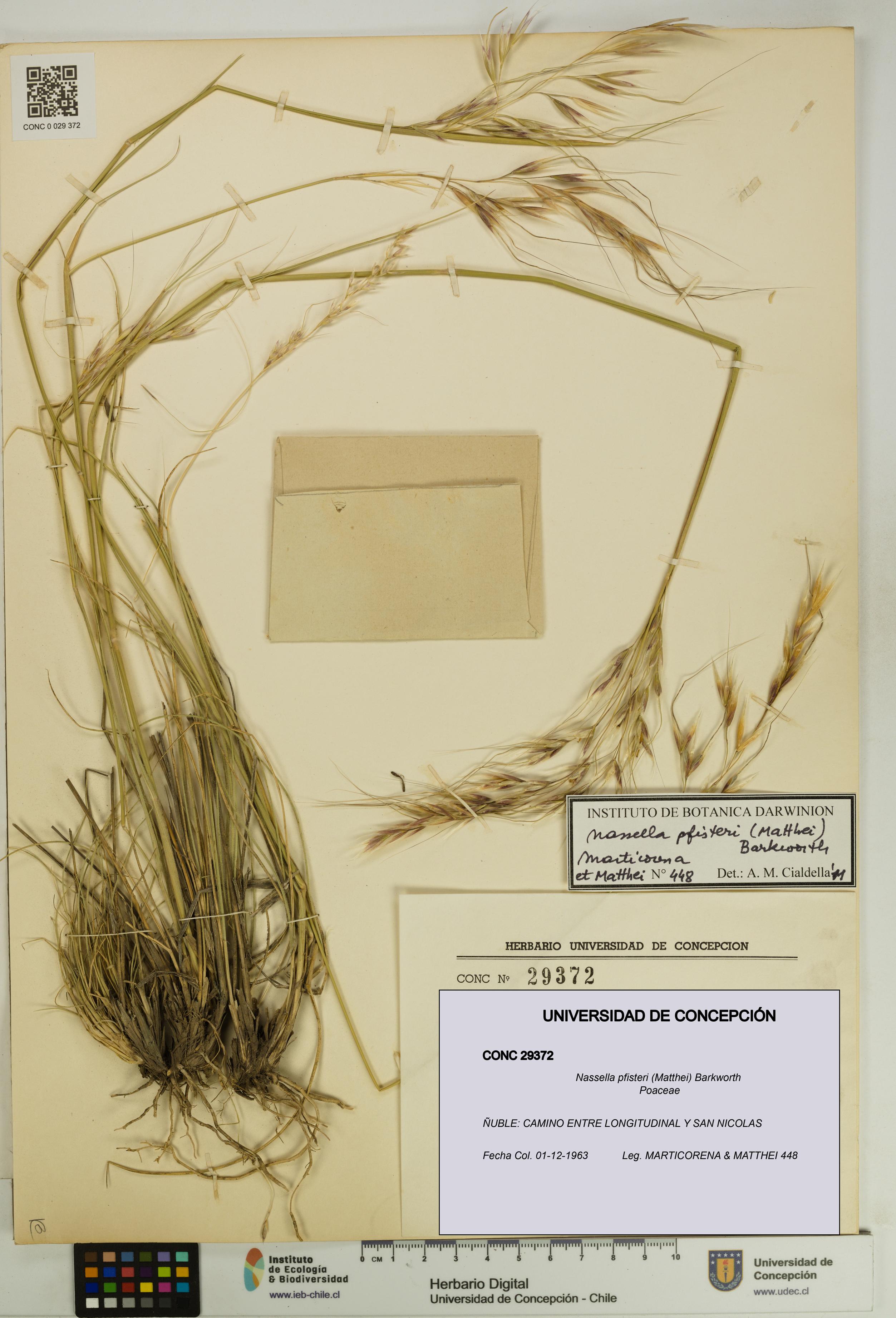 Nassella pfisteri [Espécimen: UDEC:CONC:0029372]